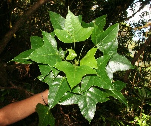  (Dendropanax A.guadamuz394 - BioBot12683)  @11 [ ] CreativeCommons - Attribution Non-Commercial Share-Alike (2010) Daniel H. Janzen Guanacaste Dry Forest Conservation Fund