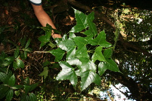  ( - BioBot12684)  @11 [ ] CreativeCommons - Attribution Non-Commercial Share-Alike (2010) Daniel H. Janzen Guanacaste Dry Forest Conservation Fund