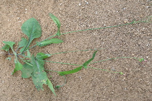  ( - BioBot12753)  @11 [ ] CreativeCommons - Attribution Non-Commercial Share-Alike (2010) Daniel H. Janzen Guanacaste Dry Forest Conservation Fund