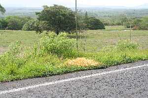  ( - BioBot12758)  @11 [ ] CreativeCommons - Attribution Non-Commercial Share-Alike (2010) Daniel H. Janzen Guanacaste Dry Forest Conservation Fund