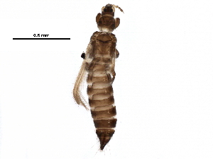  (Frankliniella minuta - 09PROBE-JM003)  @15 [ ] CreativeCommons - Attribution (2016) CBG Photography Group Centre for Biodiversity Genomics