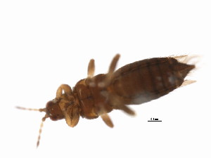  ( - CHU05-THP-013)  @12 [ ] CreativeCommons - Attribution (2008) CBG Photography Group Centre for Biodiversity Genomics