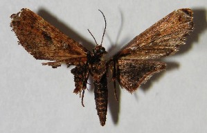  ( - 02-SRNP-1980)  @13 [ ] CreativeCommons - Attribution Non-Commercial Share-Alike (2007) Daniel H. Janzen Guanacaste Dry Forest Conservation Fund