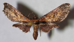  ( - 02-SRNP-1985)  @13 [ ] CreativeCommons - Attribution Non-Commercial Share-Alike (2007) Daniel H. Janzen Guanacaste Dry Forest Conservation Fund