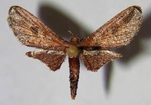  ( - 02-SRNP-24559)  @13 [ ] CreativeCommons - Attribution Non-Commercial Share-Alike (2007) Daniel H. Janzen Guanacaste Dry Forest Conservation Fund