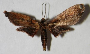  ( - 02-SRNP-24563)  @13 [ ] CreativeCommons - Attribution Non-Commercial Share-Alike (2007) Daniel H. Janzen Guanacaste Dry Forest Conservation Fund