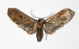  ( - 03-SRNP-10726)  @13 [ ] CreativeCommons - Attribution Non-Commercial Share-Alike (2013) Daniel H. Janzen Guanacaste Dry Forest Conservation Fund