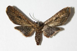  ( - 04-SRNP-32420)  @13 [ ] CreativeCommons - Attribution Non-Commercial Share-Alike (2013) Daniel H. Janzen Guanacaste Dry Forest Conservation Fund