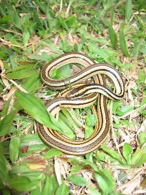  (Lygophis lineatus - MHUA-R 14657)  @11 [ ] CreativeCommons - Attribution Non-Commercial Share-Alike (2013) Unspecified Universidad de Antioquia, Museo de Herpetologia