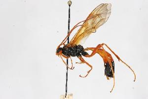  (Opheltes glaucopterus - CHU06-WSP-028)  @14 [ ] CC-0  Unspecified Unspecified
