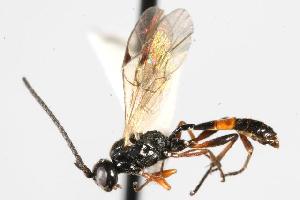  ( - CHU06-WSP-070)  @13 [ ] CC-0  Unspecified Unspecified