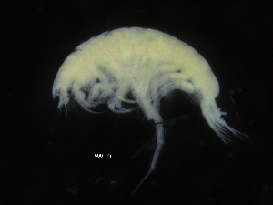  (Harpiniopsis sp. PT6 - ZMBN_107145)  @11 [ ] CreativeCommons - Attribution Non-Commercial Share-Alike (2016) University of Bergen University of Bergen, Natural History Collections