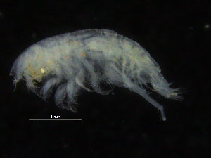  (Harpiniopsis sp. PT13 - ZMBN_107148)  @11 [ ] CreativeCommons - Attribution Non-Commercial Share-Alike (2016) University of Bergen University of Bergen, Natural History Collections