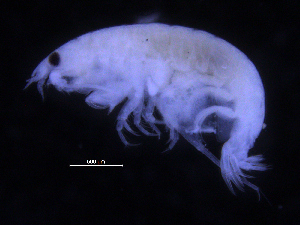  (Metaphoxus sp. PT3 - ZMBN_107179)  @11 [ ] CreativeCommons - Attribution Non-Commercial Share-Alike (2016) University of Bergen University of Bergen, Natural History Collections