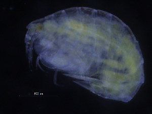  (Amphilochus sp. PT1 - ZMBN_107186)  @11 [ ] CreativeCommons - Attribution Non-Commercial Share-Alike (2016) University of Bergen University of Bergen, Natural History Collections