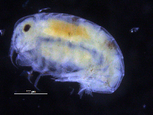  ( - ZMBN_107223)  @11 [ ] CreativeCommons - Attribution Non-Commercial Share-Alike (2016) University of Bergen University of Bergen, Natural History Collections