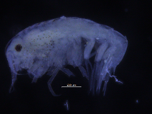  ( - ZMBN_107229)  @11 [ ] CreativeCommons - Attribution Non-Commercial Share-Alike (2016) University of Bergen University of Bergen, Natural History Collections