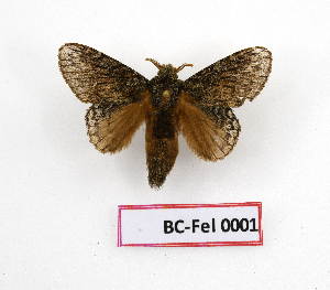  ( - BC-Fel0001)  @11 [ ] Unspecified (default): All Rights Reserved  Unspecified Unspecified