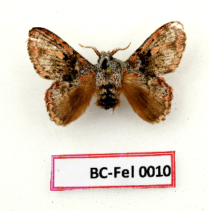  ( - BC-Fel0010)  @11 [ ] Unspecified (default): All Rights Reserved  Unspecified Unspecified