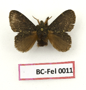 ( - BC-Fel0011)  @11 [ ] Unspecified (default): All Rights Reserved  Unspecified Unspecified