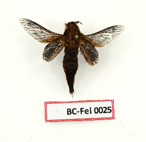  ( - BC-Fel0025)  @11 [ ] Unspecified (default): All Rights Reserved  Unspecified Unspecified