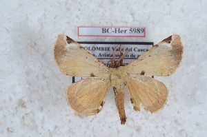  (Peabiru - Bc-Her5989)  @11 [ ] Unspecified (default): All Rights Reserved  Unspecified Unspecified