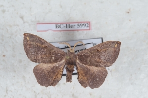  (Phiditia minor - Bc-Her5992)  @11 [ ] Unspecified (default): All Rights Reserved  Unspecified Unspecified