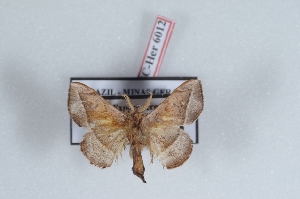  (Pamea albistriga - Bc-Her6012)  @11 [ ] Unspecified (default): All Rights Reserved  Unspecified Unspecified