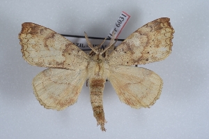  (Ephoria ephora - Bc-Her6031)  @11 [ ] Unspecified (default): All Rights Reserved  Unspecified Unspecified