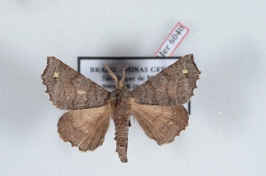  (Olceclostera cuyabata - Bc-Her6040)  @11 [ ] Unspecified (default): All Rights Reserved  Unspecified Unspecified