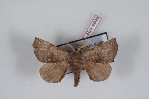  (Tapuia - Bc-Her6046)  @11 [ ] Unspecified (default): All Rights Reserved  Unspecified Unspecified