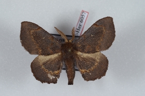  (Ulmara conjuncta - Bc-Her6057)  @11 [ ] Unspecified (default): All Rights Reserved  Unspecified Unspecified