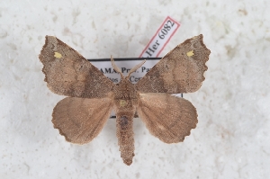 (Olceclostera basifusca - Bc-Her6082)  @11 [ ] Unspecified (default): All Rights Reserved  Unspecified Unspecified