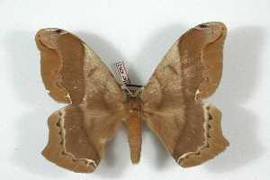  ( - BC-Her4262)  @14 [ ] Copyright (2010) Daniel Herbin Research Collection of Daniel Herbin