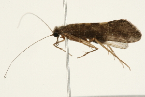  ( - 09MICAD-0013)  @13 [ ] CreativeCommons - Attribution (2010) CBG Photography Group Centre for Biodiversity Genomics