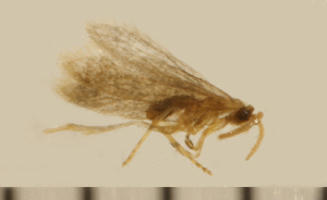  (Nannopterix choreutes - GWB-8181)  @11 [ ] Unspecified (default): All Rights Reserved  George W. Gibbs Unspecified