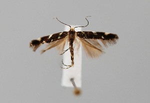  ( - CCDB-23375 A12)  @11 [ ] Copyright (2018) Zoological Institute of the Russian Academy of Science Zoological Institute of the Russian Academy of Science