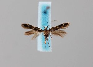  ( - CCDB-23375 D06)  @11 [ ] Copyright (2018) Zoological Institute of the Russian Academy of Science Zoological Institute of the Russian Academy of Science