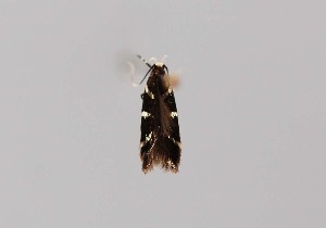  ( - CCDB-23375 D08)  @11 [ ] Copyright (2018) Zoological Institute of the Russian Academy of Science Zoological Institute of the Russian Academy of Science