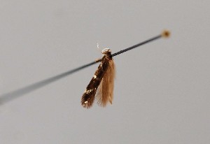  ( - CCDB-23375 D09)  @11 [ ] Copyright (2018) Zoological Institute of the Russian Academy of Science Zoological Institute of the Russian Academy of Science