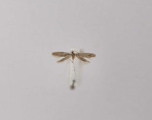  (Argyresthia flavicomans - CCDB-23847 B01)  @11 [ ] Copyright (2018) Zoological Institute of the Russian Academy of Science Zoological Institute of the Russian Academy of Science