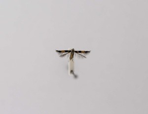  (Cosmopterix schmidiella - CCDB-23847 E08)  @11 [ ] Copyright (2018) Zoological Institute of the Russian Academy of Science Zoological Institute of the Russian Academy of Science