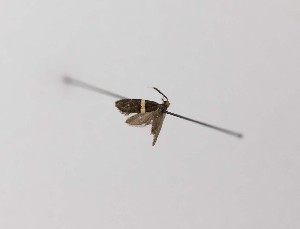  ( - CCDB-23847 F02)  @11 [ ] Copyright (2018) Zoological Institute of the Russian Academy of Science Zoological Institute of the Russian Academy of Science