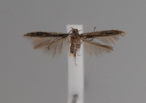  ( - CCDB-17970 F01)  @13 [ ] Copyright (2016) Zoological Institute of the Russian Academy of Science Zoological Institute of the Russian Academy of Science
