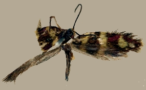  (Micropterix cornuella - BMNH-MIC0002)  @11 [ ] Copyright (2007) Natural History Museum, Department of Entomology Natural History Museum, Department of Entomology