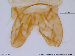  (Limnophyes pentaplastus - ES165)  @13 [ ] CreativeCommons - Attribution Non-Commercial Share-Alike (2013) NTNU Museum of Natural History and Archaeology NTNU Museum of Natural History and Archaeology