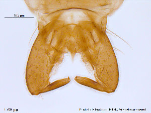  (Metriocnemus caudigus - ES34)  @12 [ ] CreativeCommons - Attribution Non-Commercial Share-Alike (2013) NTNU Museum of Natural History and Archaeology NTNU Museum of Natural History and Archaeology