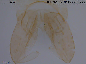  (Thienemannia fulvofasciata - ES65)  @13 [ ] CreativeCommons - Attribution Non-Commercial Share-Alike (2013) NTNU Museum of Natural History and Archaeology NTNU Museum of Natural History and Archaeology