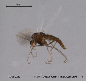  (Pseudorthocladius filiformis - SOE242)  @13 [ ] CreativeCommons - Attribution Non-Commercial Share-Alike (2010) NTNU Museum of Natural History and Archaeology NTNU Museum of Natural History and Archaeology