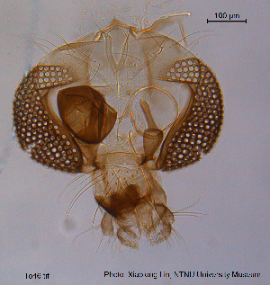  ( - To46)  @12 [ ] CreativeCommons - Attribution Non-Commercial Share-Alike (2015) NTNU University Museum, Department of Natural History NTNU University Museum, Department of Natural History